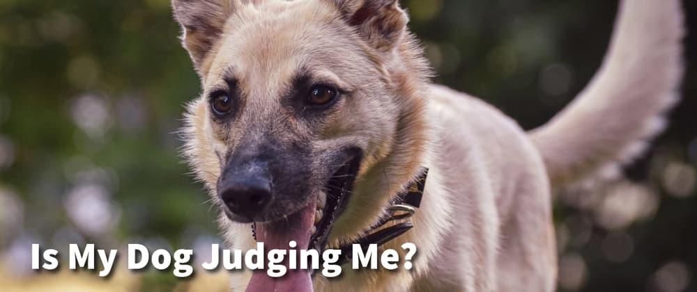 Is My Dog Judging Me? — Gemini Vision Judges Your Dog's Face
